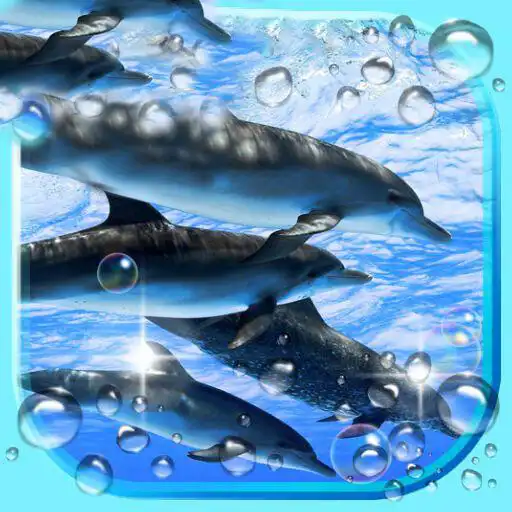 Play Dolphin Voice APK