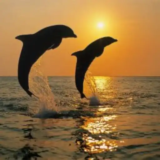 Play Dolphin Wallpapers 4k HD APK