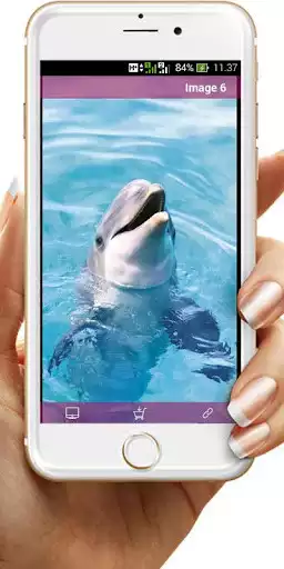 Play Dolphin Wallpaper  and enjoy Dolphin Wallpaper with UptoPlay
