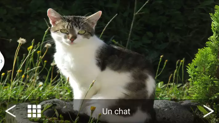 Play Domestic Animals