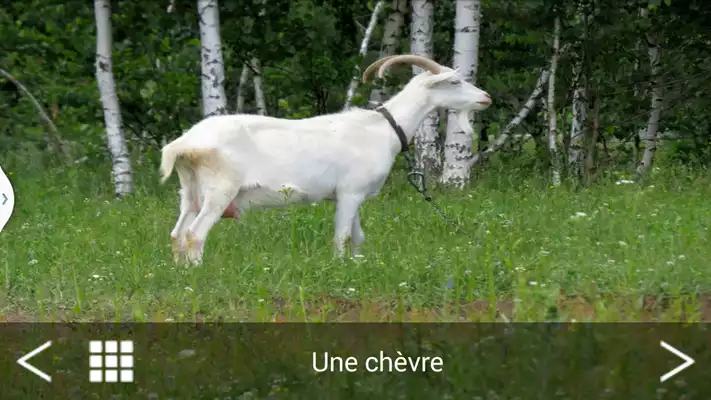 Play Domestic Animals