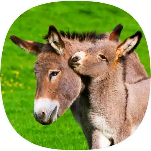 Play Donkey Ringtones APK