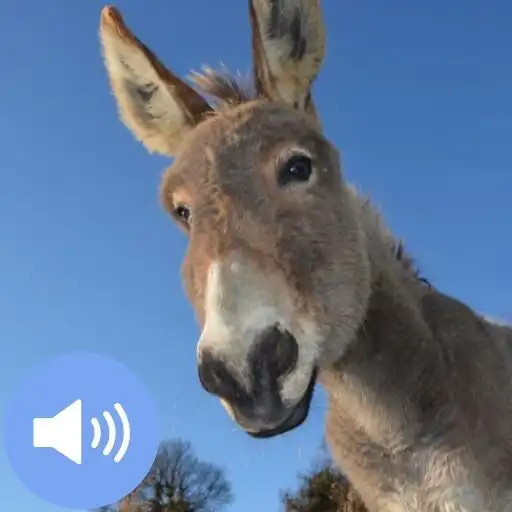 Play Donkey Sounds and Wallpapers APK