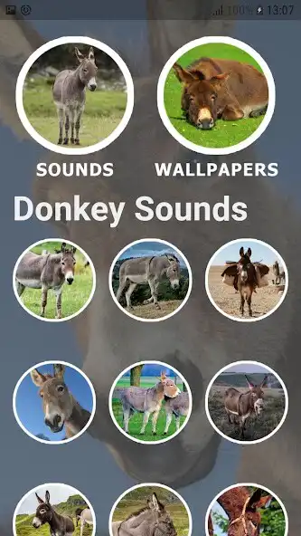 Play Donkey Sounds and Wallpapers as an online game Donkey Sounds and Wallpapers with UptoPlay
