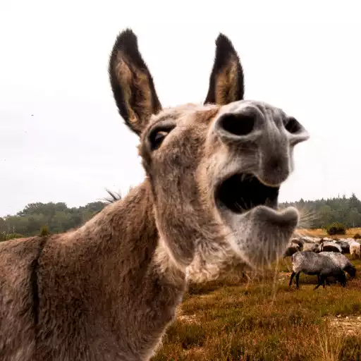 Play donkey sounds APK Play donkey sounds APK