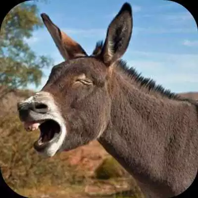 Play Donkey Sounds Lite