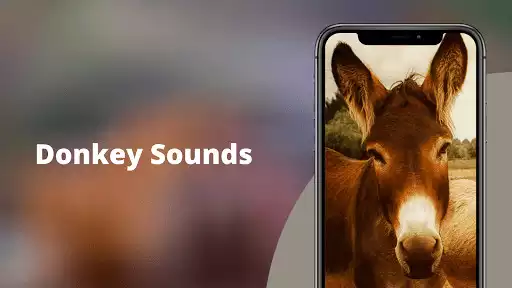 Play donkey sounds  and enjoy donkey sounds with UptoPlay