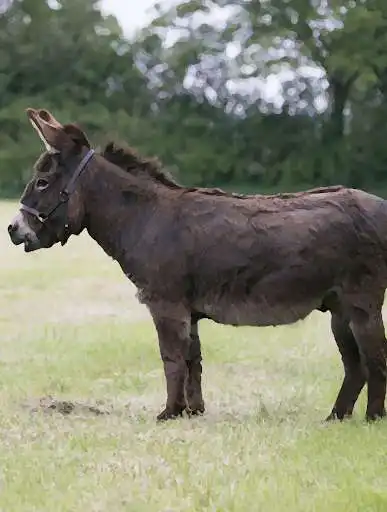 Play Donkey sounds ~ Sboard.pro  and enjoy Donkey sounds ~ Sboard.pro with UptoPlay