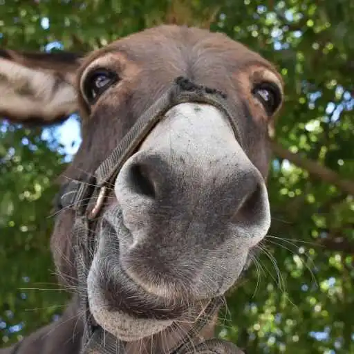 Play Donkey Wallpaper APK