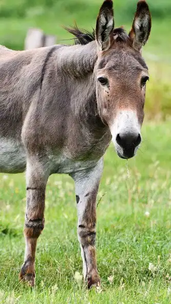 Play Donkey Wallpaper and enjoy Donkey Wallpaper with UptoPlay Play Donkey Wallpaper and enjoy Donkey Wallpaper with UptoPlay