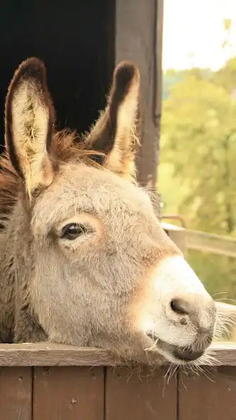 Play Donkey Wallpaper as an online game online Donkey Wallpaper with UptoPlay Play Donkey Wallpaper as an online game Donkey Wallpaper with UptoPlay