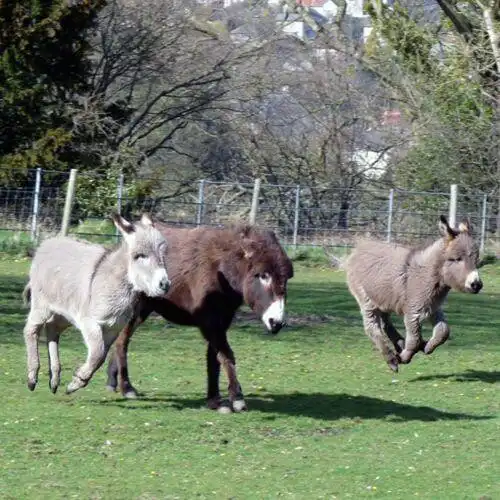 Play Donkey Wallpapers HD  and enjoy Donkey Wallpapers HD with UptoPlay