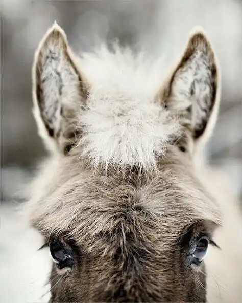 Play Donkey Wallpapers HD as an online game Donkey Wallpapers HD with UptoPlay