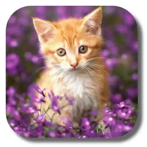Play Double Cat Live Wallpaper APK Play Double Cat Live Wallpaper APK