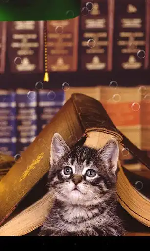Play Double Cat Live Wallpaper  and enjoy Double Cat Live Wallpaper with UptoPlay
