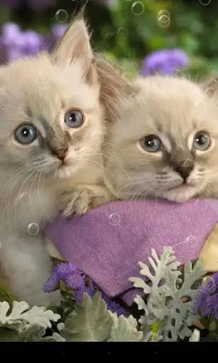 Play Double Cat Live Wallpaper as an online game Double Cat Live Wallpaper with UptoPlay