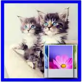 Free play online Double Cat Wallpaper APK