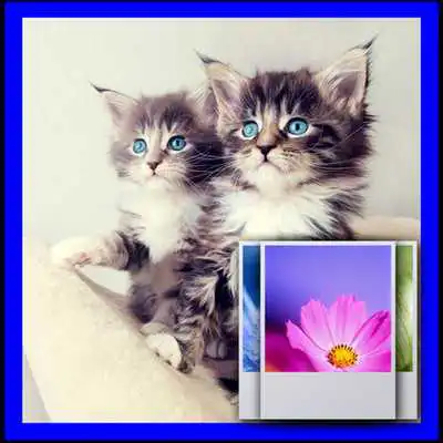 Play Double Cat Wallpaper