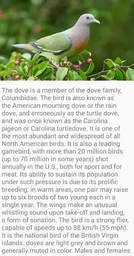 Play Dove Bird Fact  and enjoy Dove Bird Fact with UptoPlay