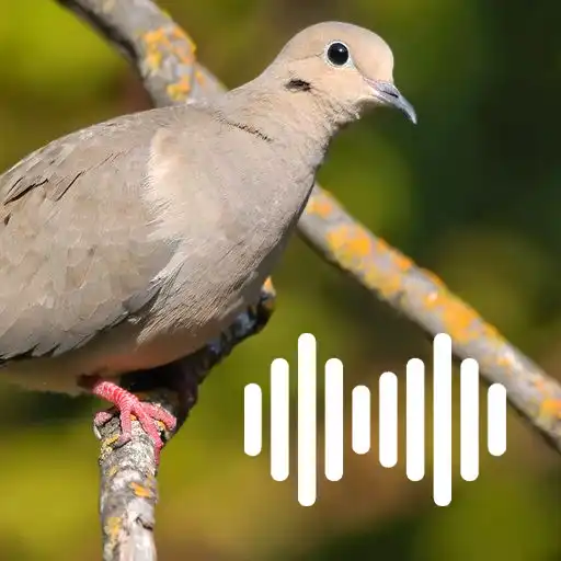 Play Dove hunting calls APK Play Dove hunting calls APK