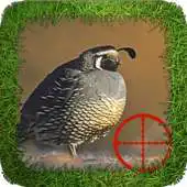 Free play online Dove Hunting APK Free play online Dove Hunting APK