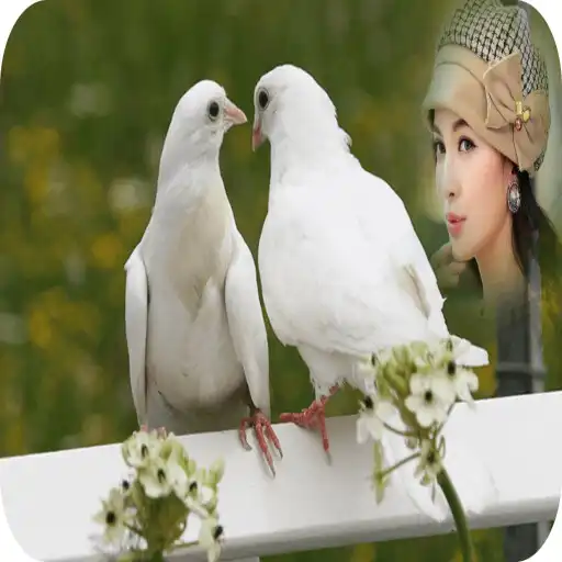 Free play online Dove Photo Frames APK Free play online Dove Photo Frames APK