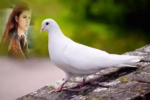 Play Dove Photo Frames