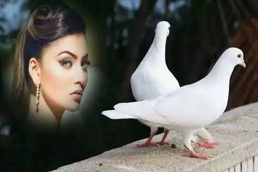 Play Dove Photo Frames