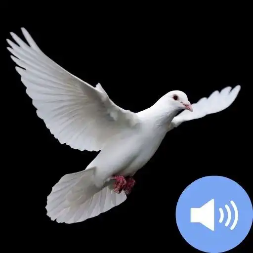 Play Dove Sounds and Wallpapers APK Play Dove Sounds and Wallpapers APK