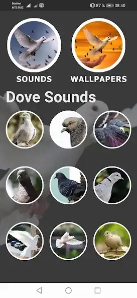Play Dove Sounds and Wallpapers as an online game Dove Sounds and Wallpapers with UptoPlay