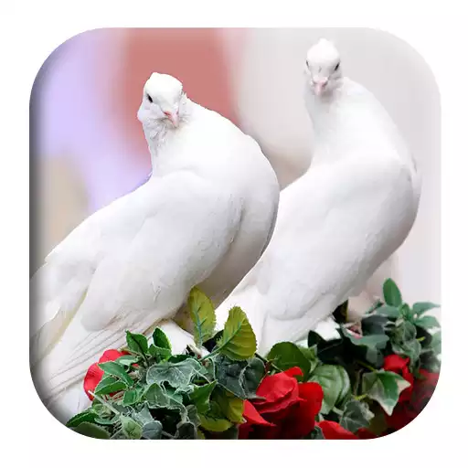 Play Dove Sounds APK