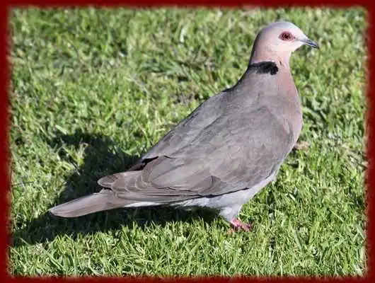 Play Doves wallpapers