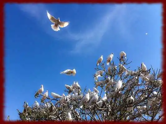 Play Doves wallpapers