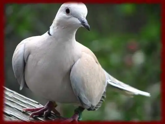 Play Doves wallpapers