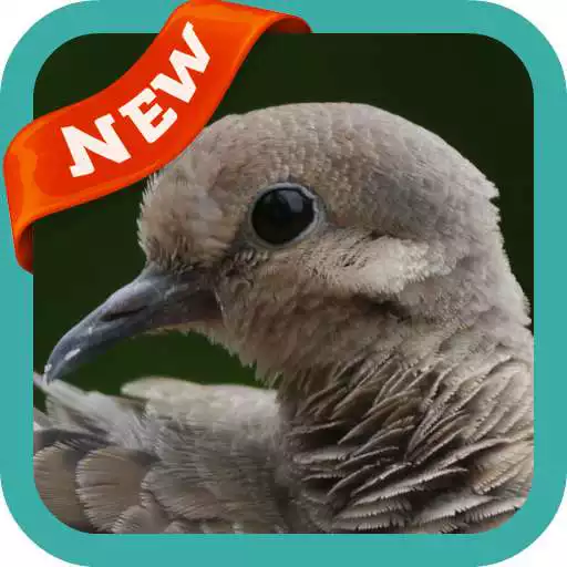 Free play online Dove Wallpaper APK