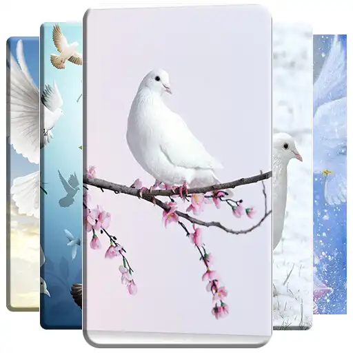 Play Dove Wallpaper APK