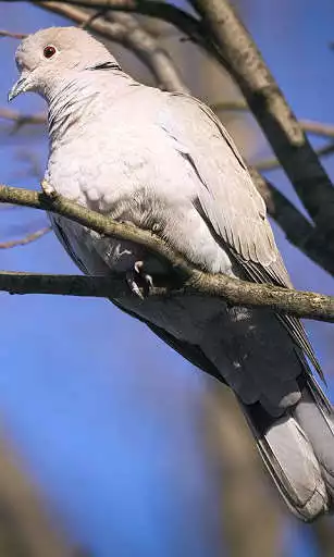 Play Dove Wallpaper  and enjoy Dove Wallpaper with UptoPlay