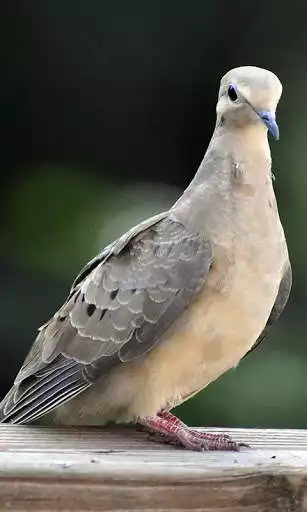 Play Dove Wallpaper as an online game Dove Wallpaper with UptoPlay