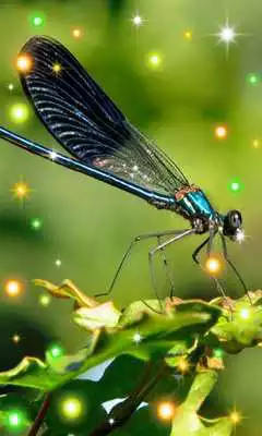 Play Dragonfly Best