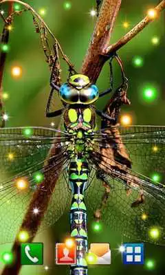Play Dragonfly Best