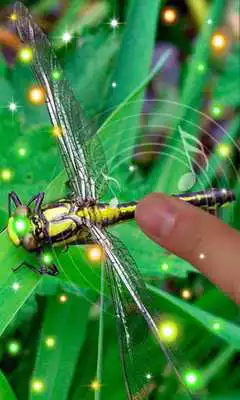 Play Dragonfly Best
