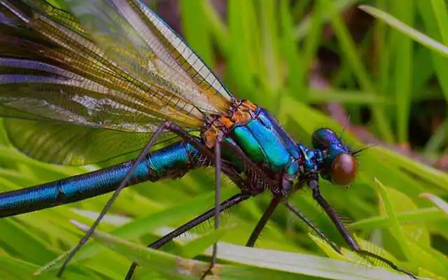 Play Dragonfly Best