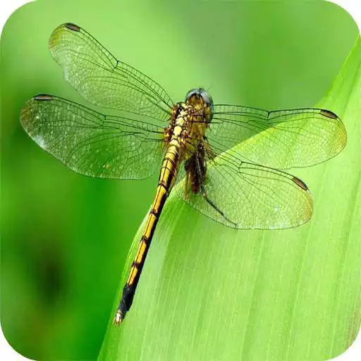 Play Dragonfly Full HD Wallpaper APK Play Dragonfly Full HD Wallpaper APK