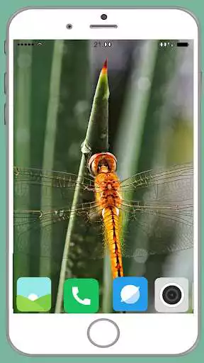 Play Dragonfly Full HD Wallpaper  and enjoy Dragonfly Full HD Wallpaper with UptoPlay