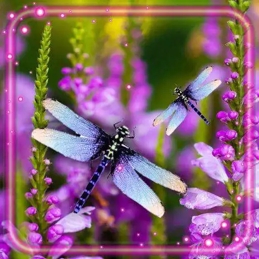 Play Dragonfly Live Wallpaper APK