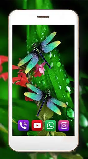 Play Dragonfly Live Wallpaper as an online game Dragonfly Live Wallpaper with UptoPlay