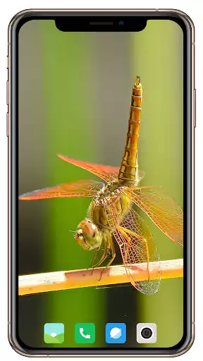 Play Dragonfly Wallpaper  and enjoy Dragonfly Wallpaper with UptoPlay