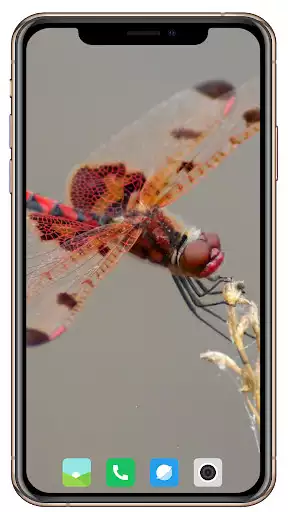 Play Dragonfly Wallpaper as an online game Dragonfly Wallpaper with UptoPlay