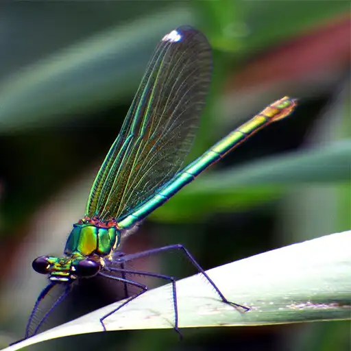 Play Dragonfly Walpaper APK