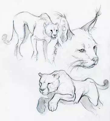 Play Drawing Animals Concept